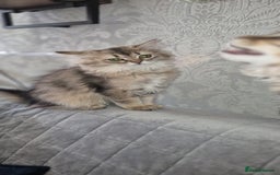 Scottish Fold cats for sale: 1 boy and 1 girl left Amazing Scottish Straights  in Ивсхам - Image 24