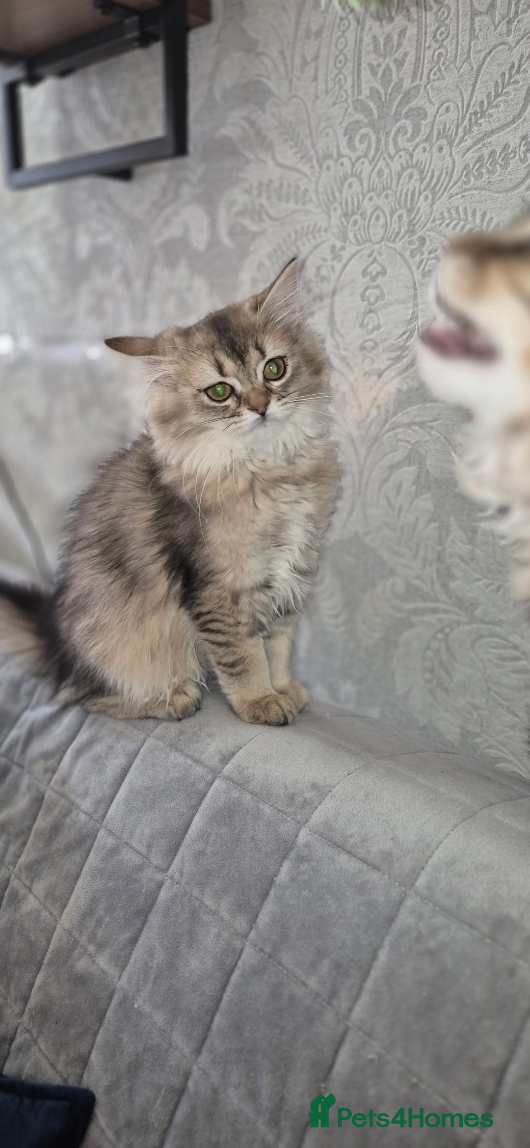 Scottish Fold cats for sale: 1 boy and 1 girl left Amazing Scottish Straights  in Ивсхам - Image 24