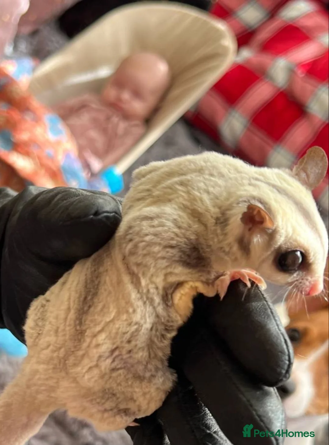 Sugar Glider rodents for sale: ✨ EXCEPTIONAL SUGAR GLIDER CLAN  - Advert 11