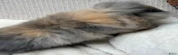 Mini Lop rabbits for sale: Mini lops Ready to go!  in Canterbury - Advert 27