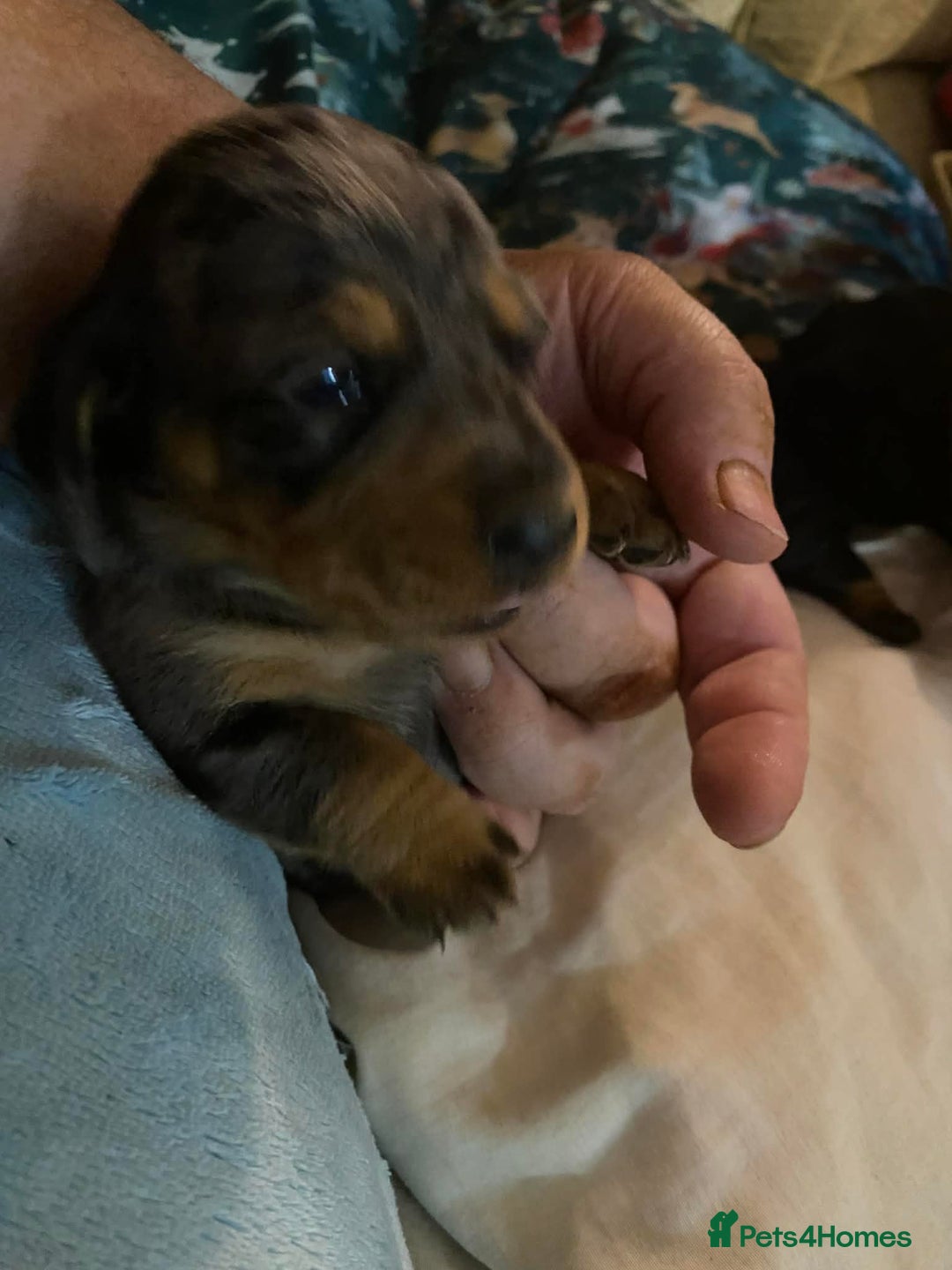 Dachshund dogs for sale: beautiful litter of five dachshund puppies - Advert 4