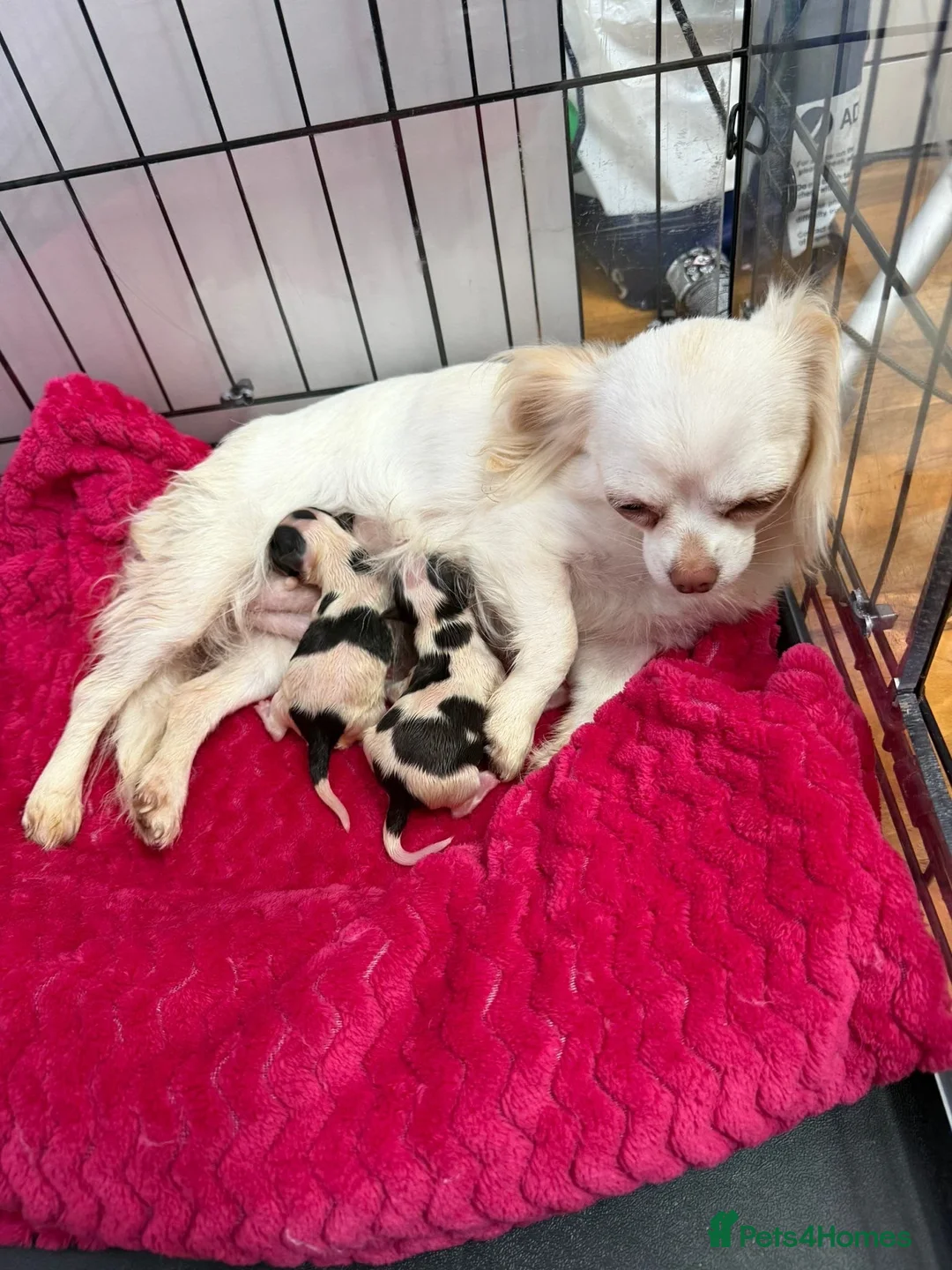 Chihuahua dogs for sale: 2 Gorgeous long haired chihuahua puppies - Advert 2