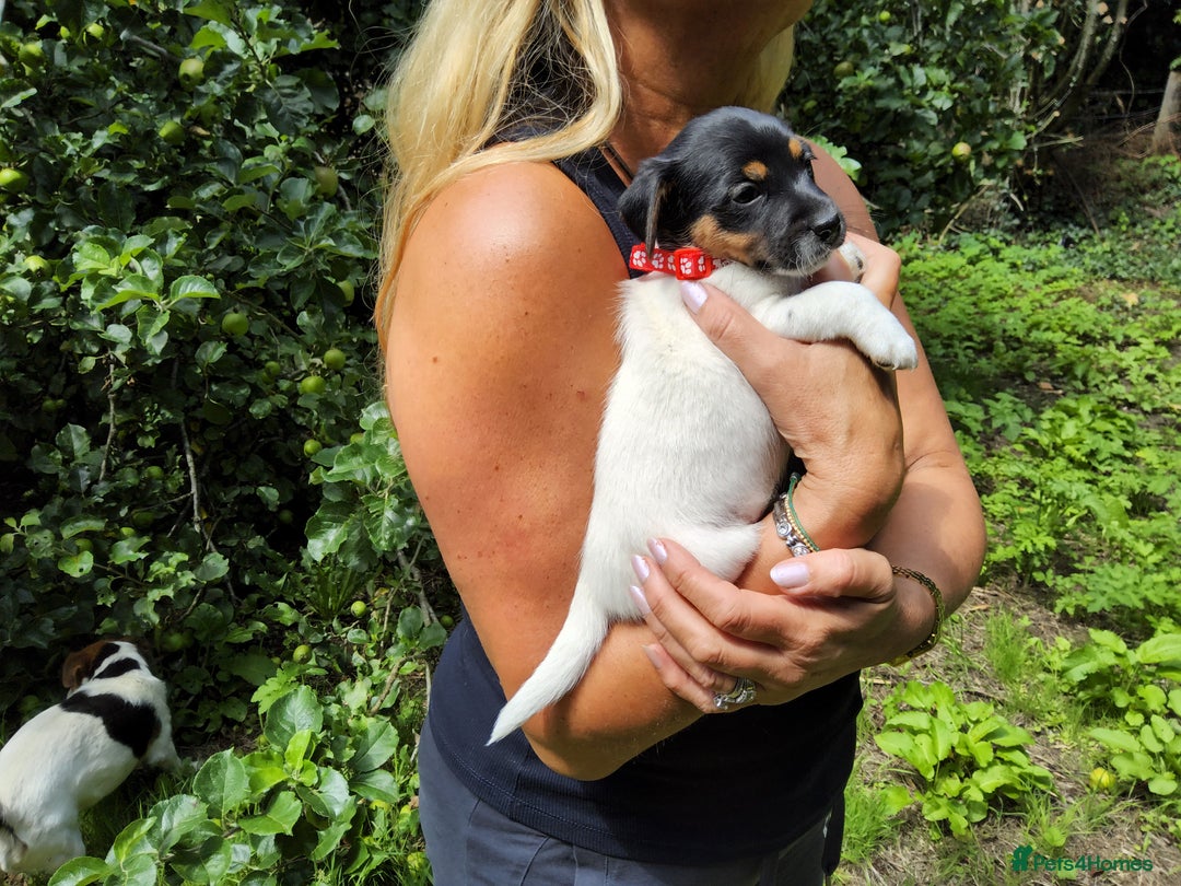 Jack Russell dogs for sale: Tri coloured & caramel JRT pups from organic farm - Image 12
