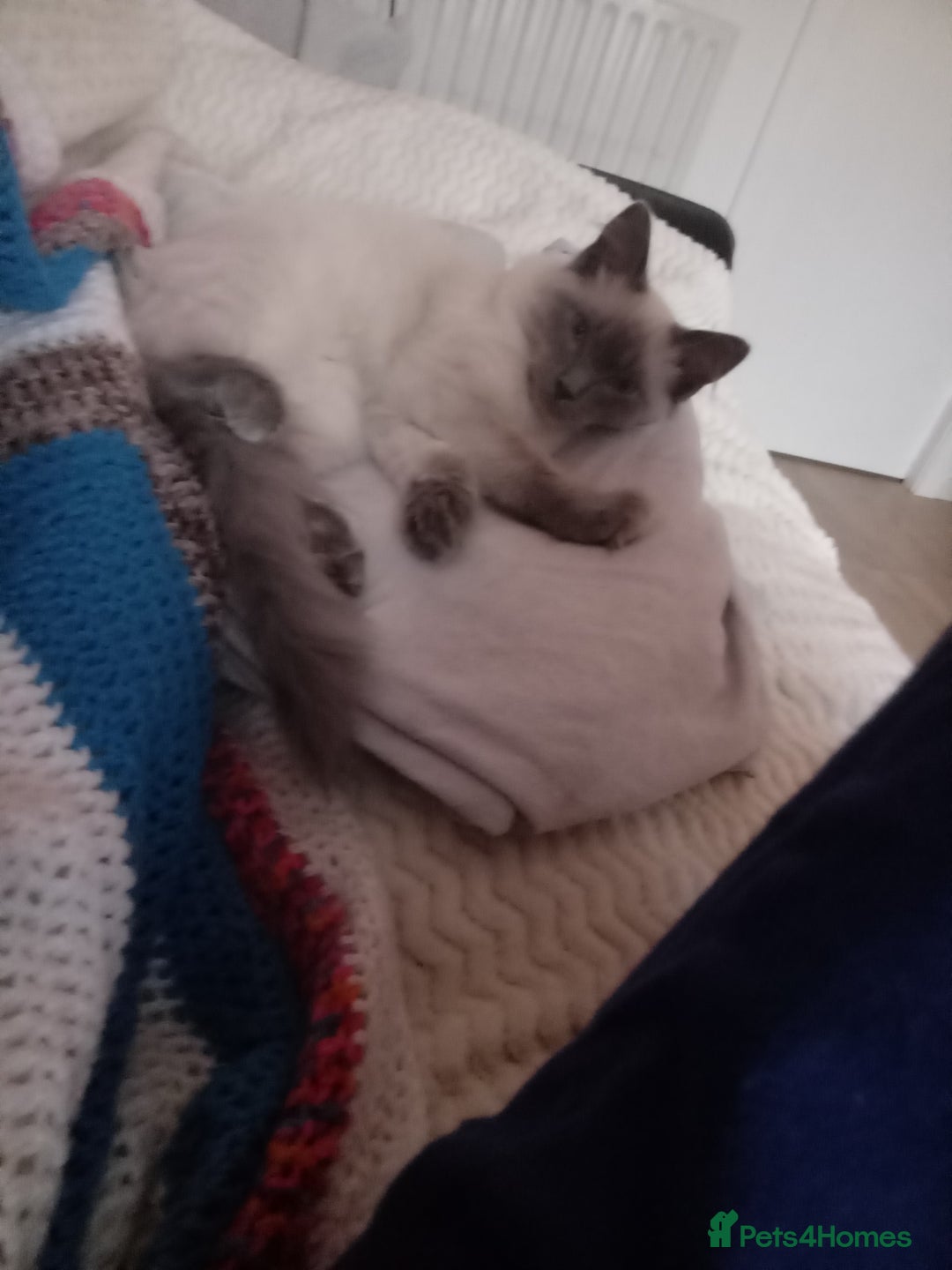 Ragdoll cats for sale: Male ragdoll kitten for sale - Image 3