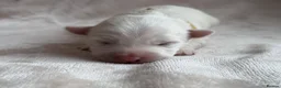 West Highland Terrier dogs for sale: West highland Terrier puppies for sale - Advert 8