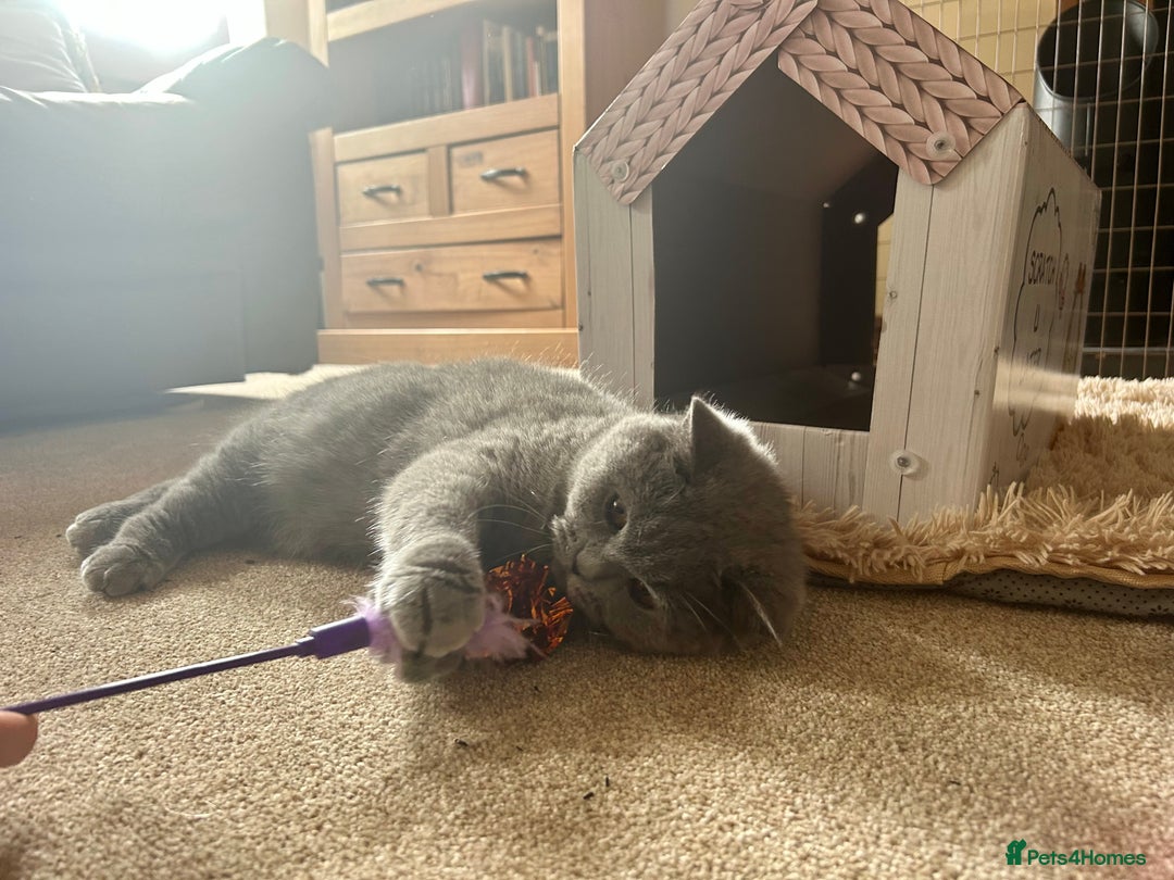 British Shorthair cats for sale: GCCF BSH Beautiful Kittens  - Image 12