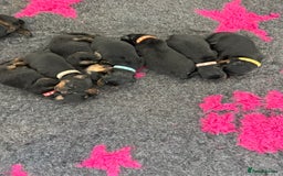 Rottweiler dogs for sale: Beautiful KC registered Rottweiler puppies  - Image 3
