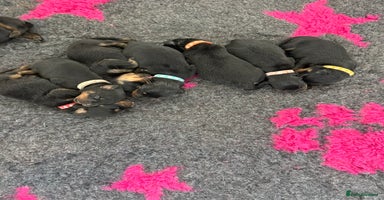 Rottweiler dogs - Advert 16