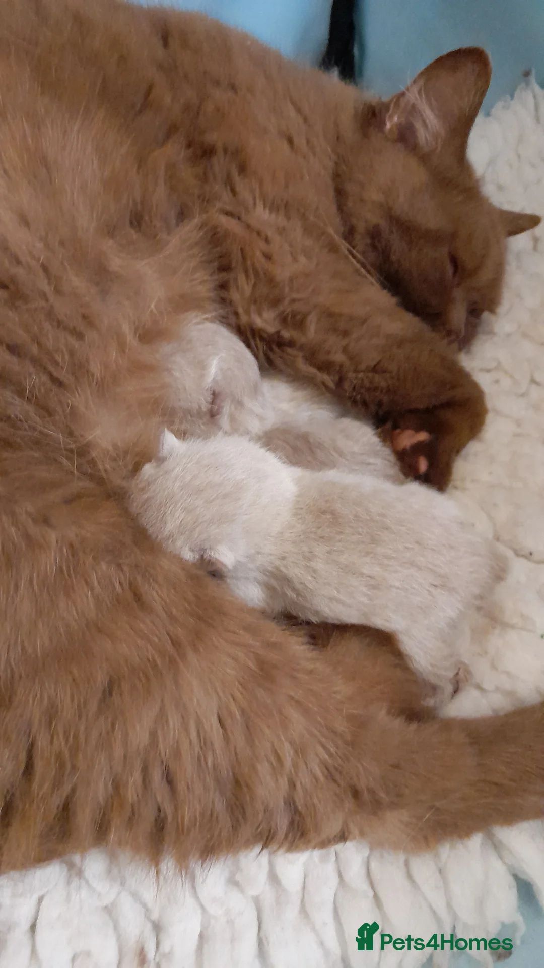 British Shorthair cats for stud: Lilac GCCF active registered BSH for stud in Sutton Coldfield - Advert 5