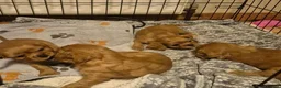 Cavalier King Charles Spaniel dogs for sale: Stunning full bred cavalier king charles spaniel in Manchester - Advert 13