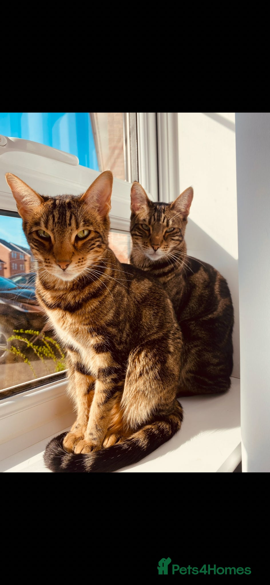 Mixed Breed cats Bengal and Savannah - Advert 5