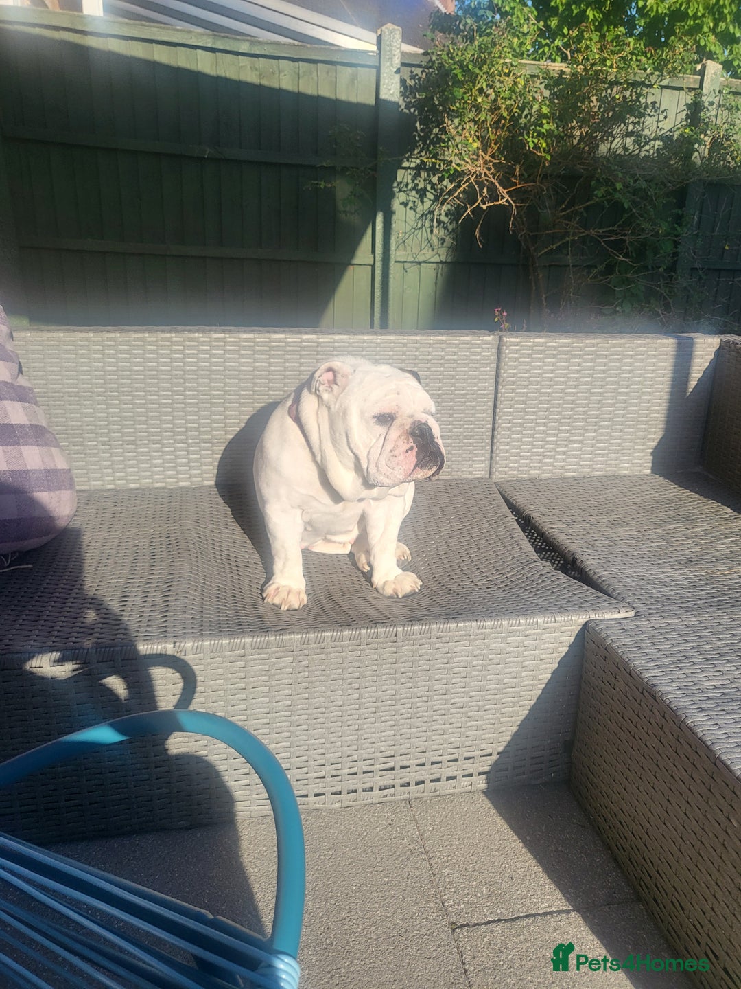 English Bulldog dogs for sale: Beautiful female bulldog 3 years old - Advert 7