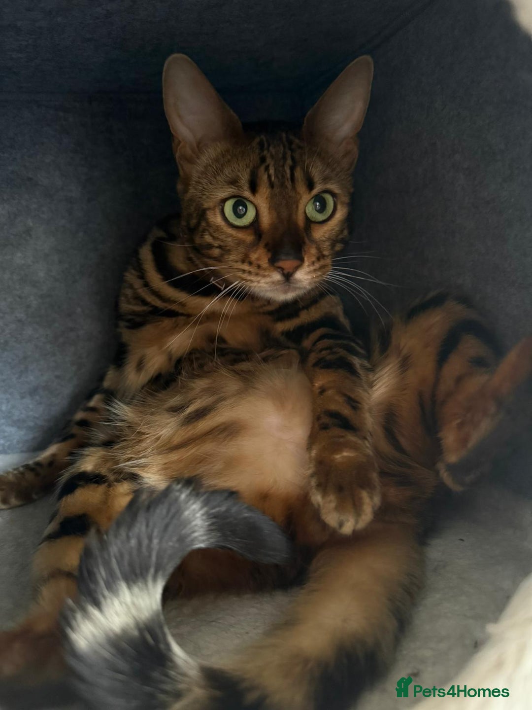 Bengal cats for sale: Rare Opportunity - Image 3