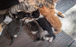 Mixed Breed cats for sale: Ready now - Image 8