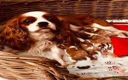 Cavalier King Charles Spaniel dogs for sale: Stunning cavalier King Charles puppies  - Image 1