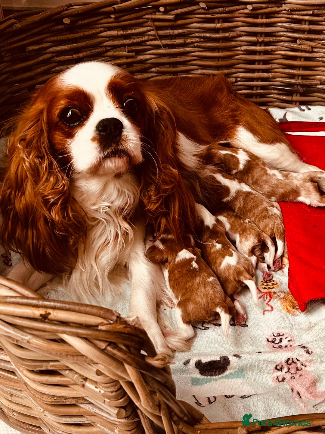 Cavalier King Charles Spaniel dogs for sale: Stunning cavalier King Charles puppies  - Image 1