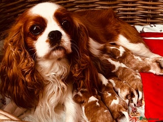 Cavalier King Charles Spaniel dogs for sale - Advert 1
