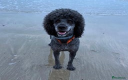 Mixed Breed dogs for sale: Gorgeous Cockapoo/Jackapoo Puppies - Image 14