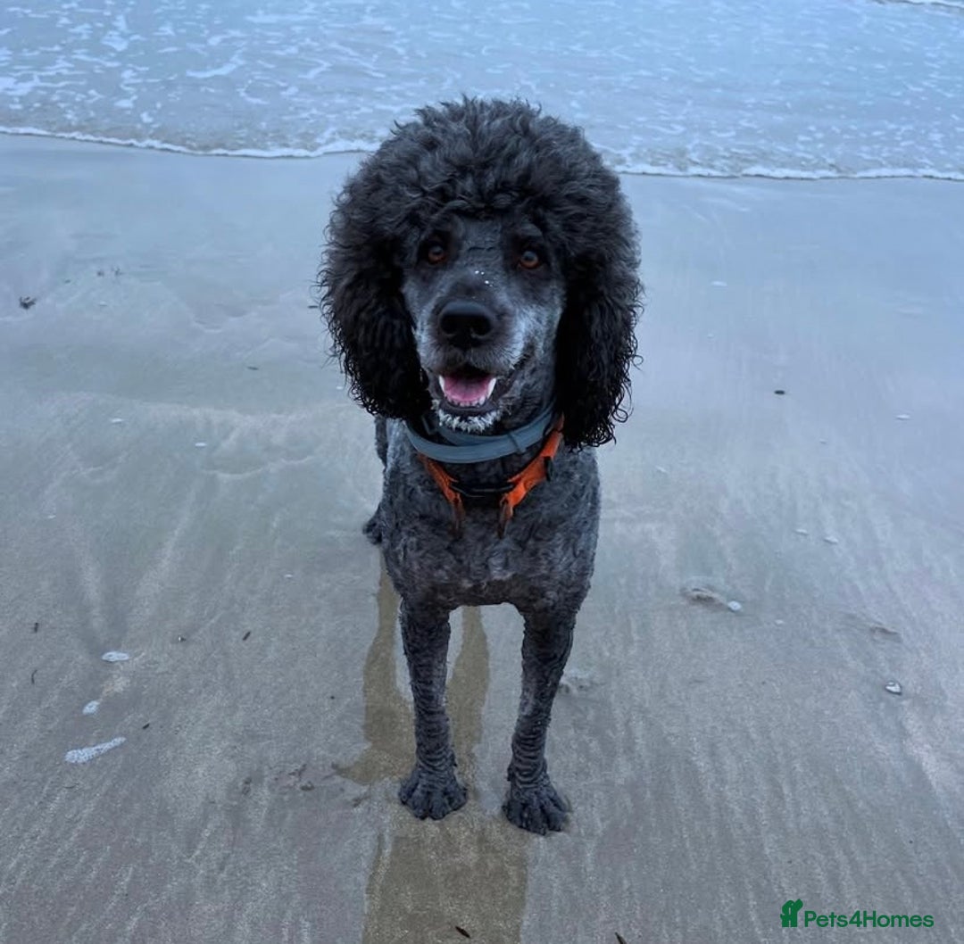 Mixed Breed dogs for sale: Gorgeous Cockapoo/Jackapoo Puppies - Image 14