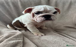 English Bulldog dogs for sale: KC Registered English Bulldog Puppies READY NOW!! - Image 20