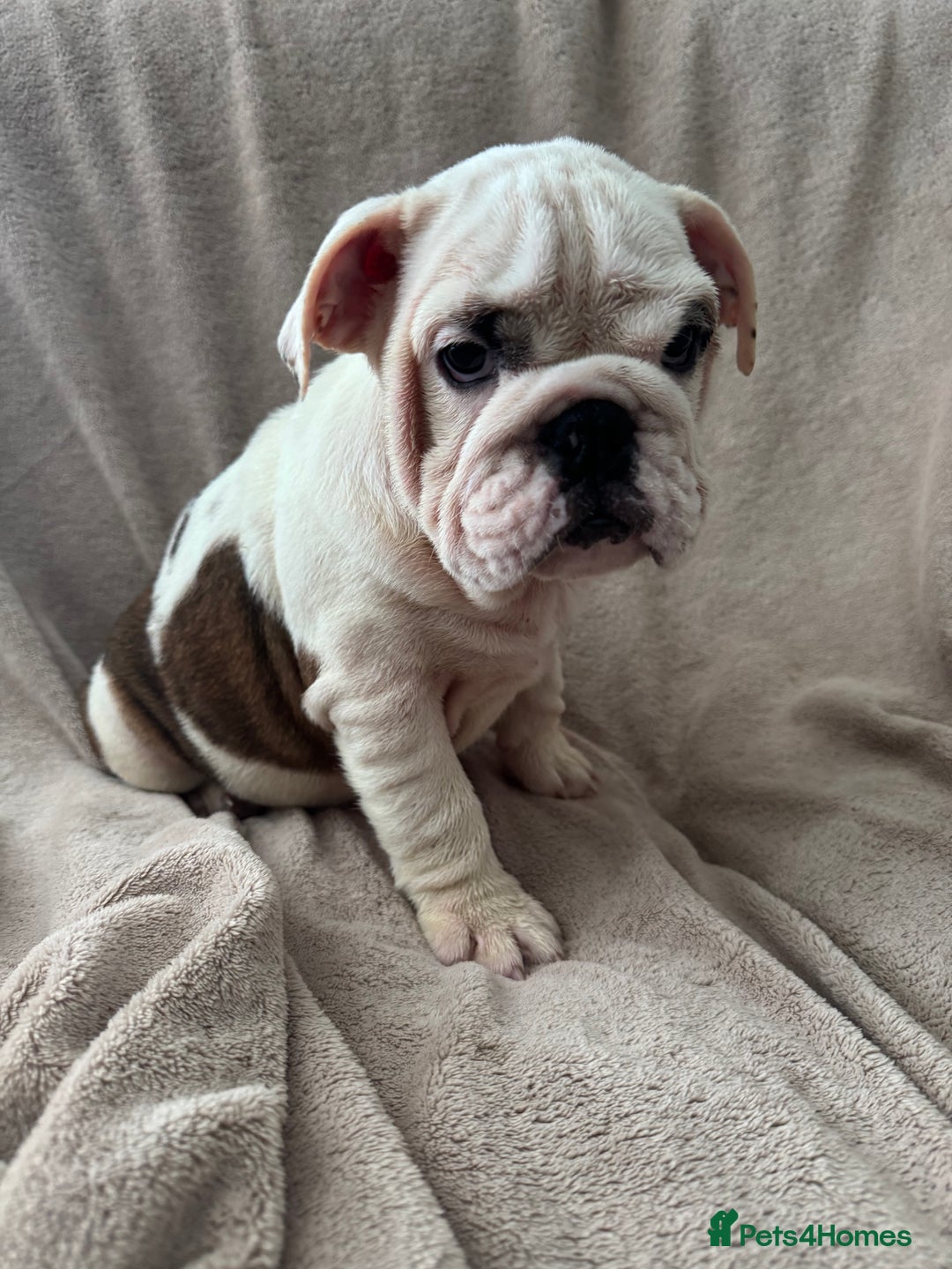 English Bulldog dogs for sale: KC Registered English Bulldog Puppies READY NOW!! - Image 20