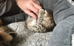 Mixed Breed cats for sale:  Fluffy Ginger Boy & Fluffy Tabby Girl Kitten - Image 19