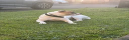 Mixed Breed dogs for sale:  Loving, Active Boy Looking for a New Home  in Reading - Advert 6