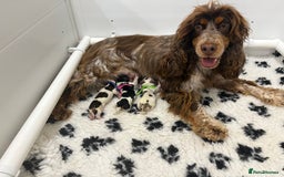 Cocker Spaniel dogs for sale: Beautiful Show cocker spaniels  - Image 5