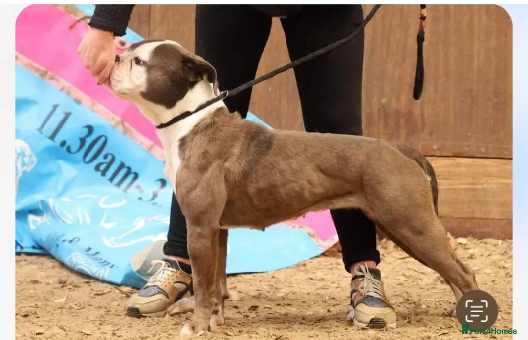 Old Tyme Bulldog dogs for sale: Old tyme bulldog female - Advert 2