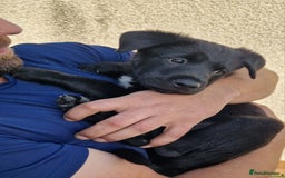 Mixed Breed dogs for sale: Rollie Pup For Sale - Image 7