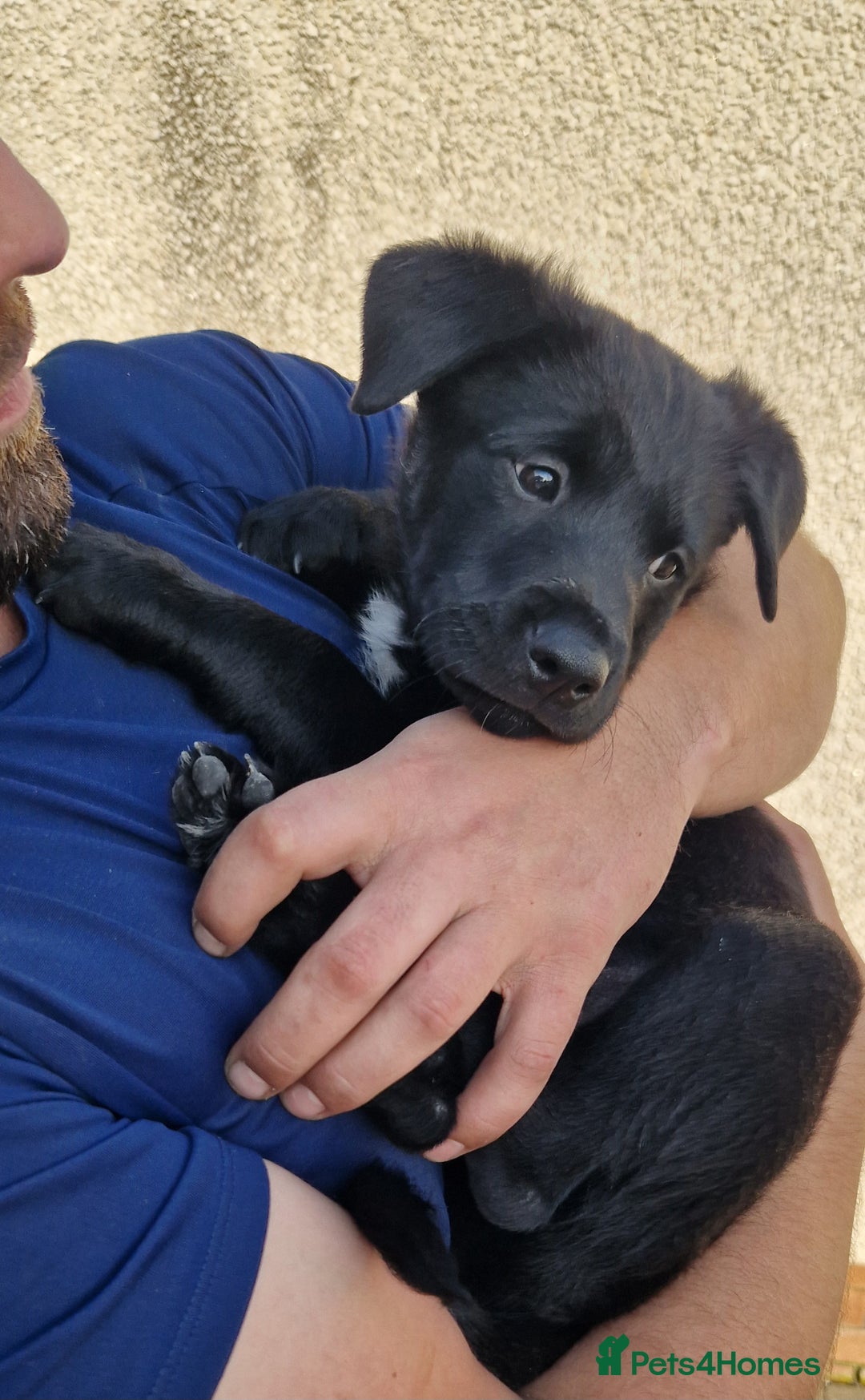 Mixed Breed dogs for sale: Rollie Pup For Sale - Image 7