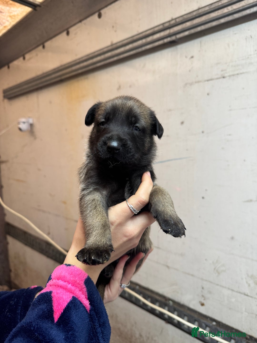 Belgian Shepherd Dog dogs for sale: 10 gorgeous Belgian Malinois pups - Advert 3