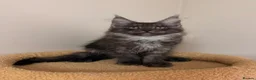 Maine Coon cats for sale: PROUDLY LICENSED, FULLY REGISTERED CATTERY!!  - Advert 15