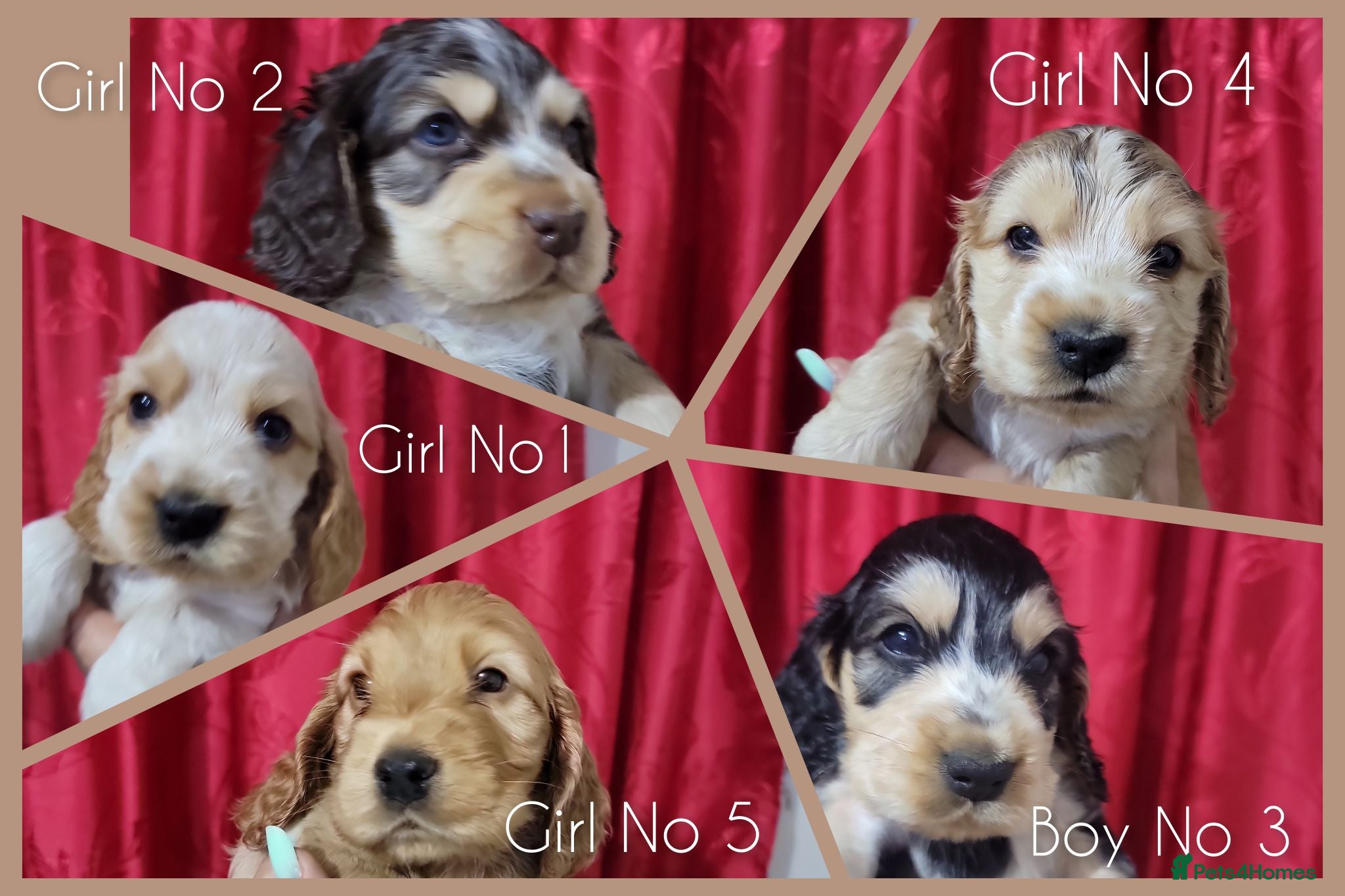 Cocker Spaniel dogs KC Sired Show Cocker Spaniels puppies| Champ Lines - Advert 12