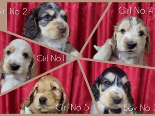 Cocker Spaniel dogs KC Sired Show Cocker Spaniels puppies| Champ Lines - Advert 3