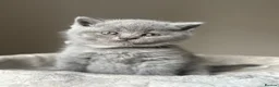 British Shorthair cats for sale: GCCF Pedigree British Shorthair Kittens -blue/grey - Advert 16