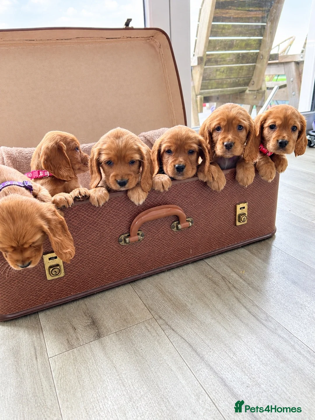 Cocker Spaniel dogs for sale: Beautiful Cocker Spaniel Puppies - Advert 2