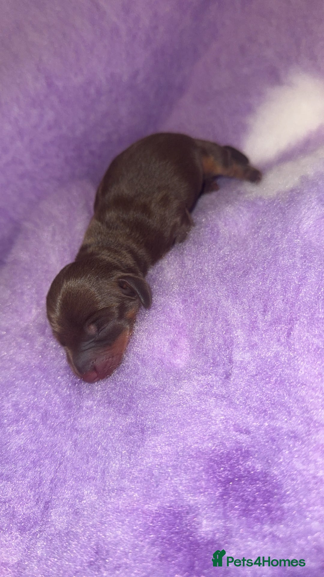 Miniature Dachshund dogs for sale: Miniature dachshund - Advert 7