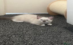 Ragdoll cats for sale: GCCF Ragdoll kittens ready now - Image 11