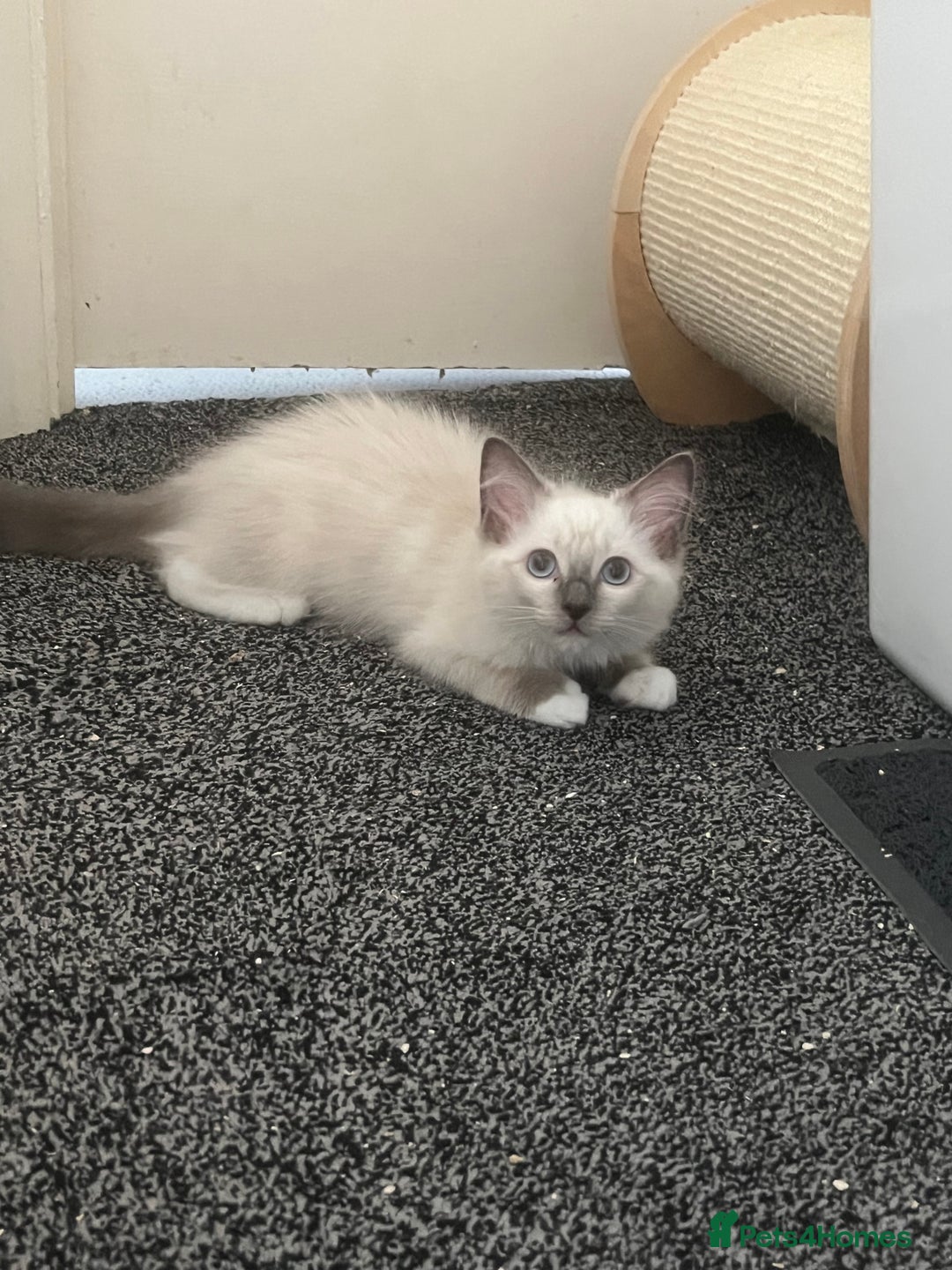 Ragdoll cats for sale: GCCF Ragdoll kittens ready now - Image 11
