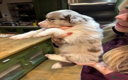 Border Collie dogs for sale: Beautiful Red Merle & Red Border Collie Puppies - Advert 10