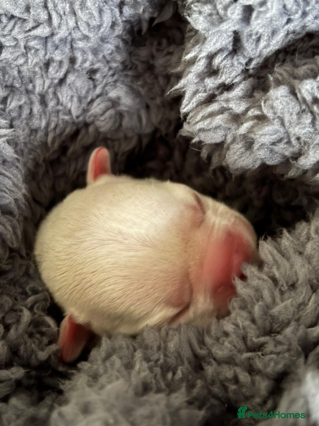 French Bulldog dogs for sale: Platinum Lilac Intensity - Fluffy Carriers - Advert 4