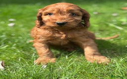 Cockapoo dogs for sale: BEAUTIFUL RED F1 COCKAPOO’S HEALTH TESTED PARENTS  - Image 11
