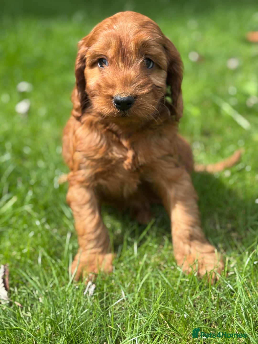 Cockapoo dogs for sale: BEAUTIFUL RED F1 COCKAPOO’S HEALTH TESTED PARENTS  - Image 11
