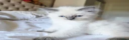 Ragdoll cats for sale: Gorgeous Fluffy Ragdoll Kittens in Birmingham - Advert 11