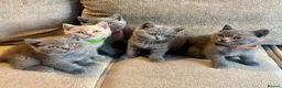British Shorthair cats for sale: 💙🥇GCCF Pedigree British Shorthair - Advert 3