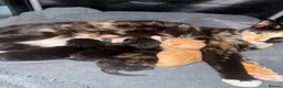 Mixed Breed cats for sale: 4 beautiful kittens for sale - Advert 5