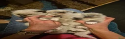 Ragdoll cats for sale: READY NOW!! GCCF Reg. Ragdolls SEAL MITTED in Bedford - Advert 24