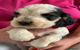 Cocker Spaniel dogs for sale: Health tested KC reg show type cocker spaniels  in Abergele - Image 20