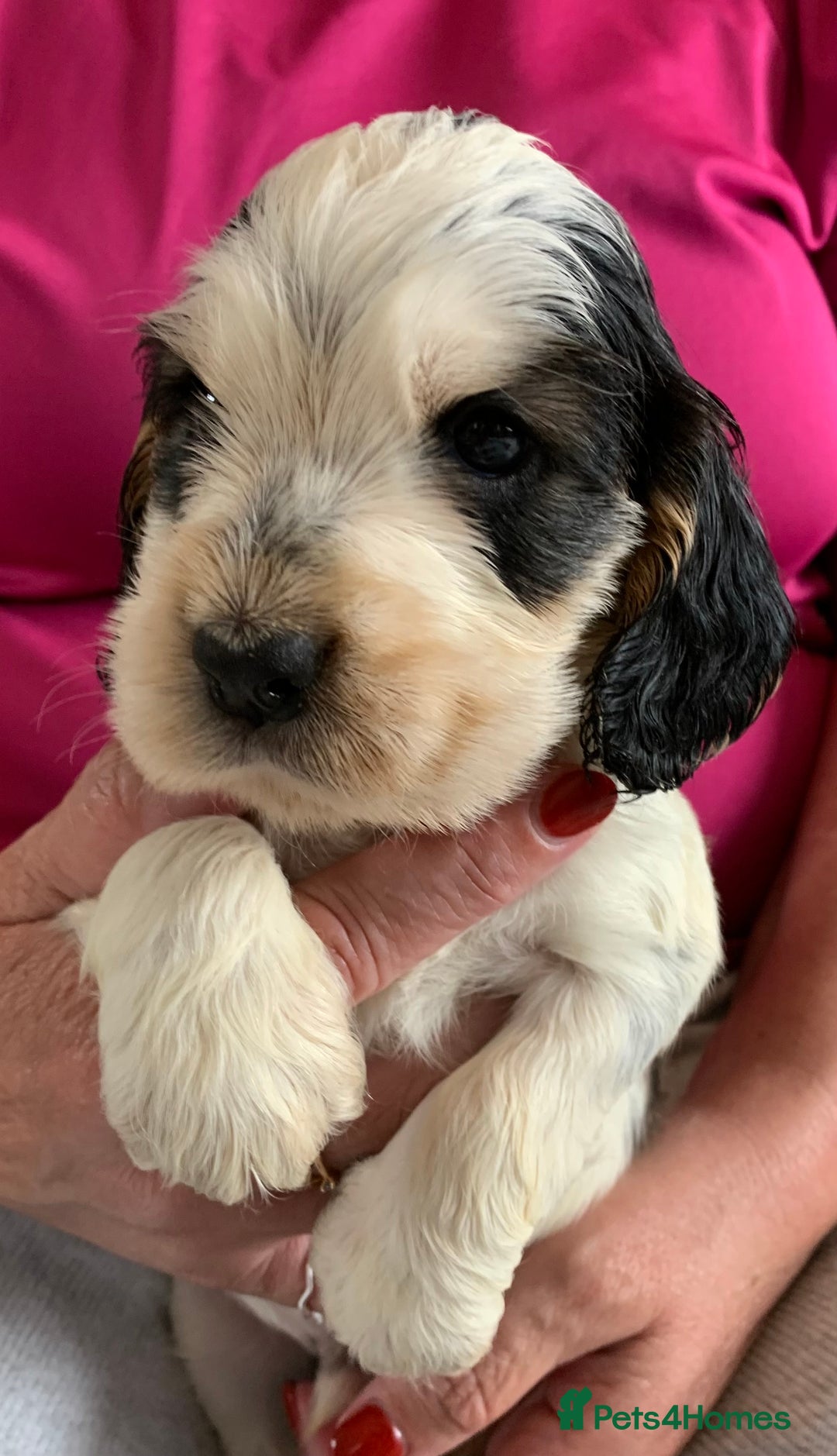 Cocker Spaniel dogs for sale: Health tested KC reg show type cocker spaniels  in Abergele - Image 20